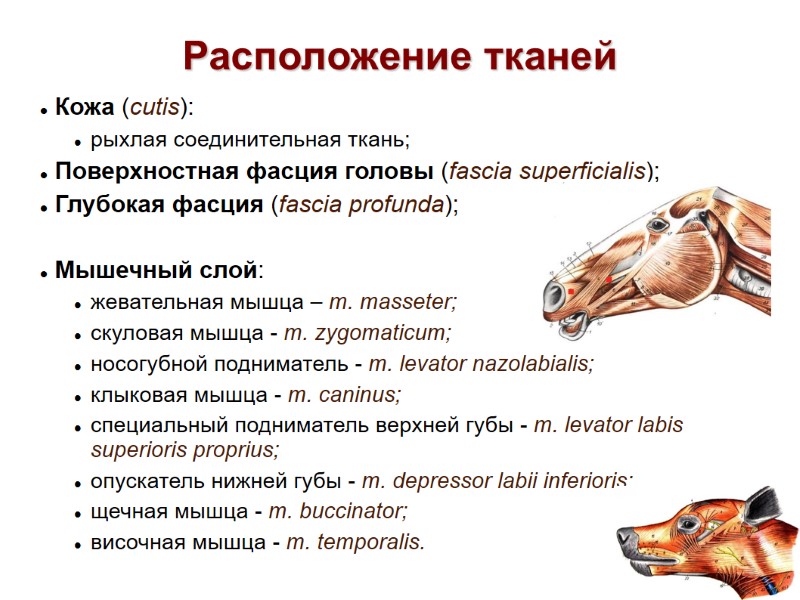 Расположение тканей Кожа (cutis): рыхлая соединительная ткань; Поверхностная фасция головы (fascia superficialis); Расположение тканей Кожа (cutis): рыхлая соединительная ткань; Поверхностная фасция головы (fascia superficialis);